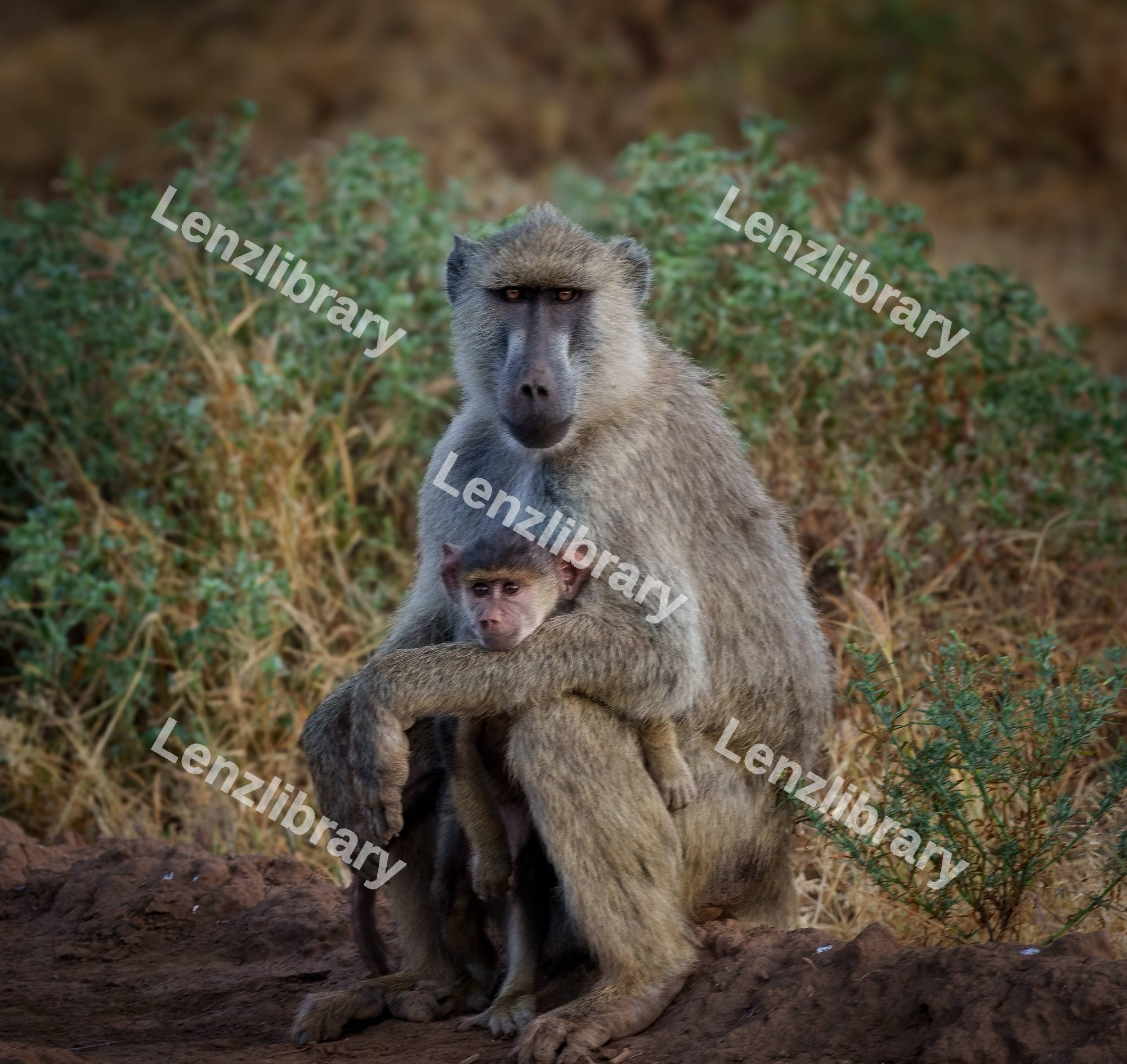A baboon holding its baby